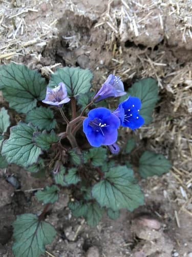 Desert Bluebells