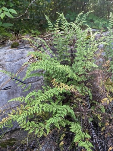Hairy Lip Fern