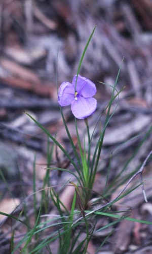 Leafy Purple Flag