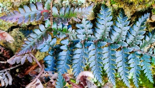 Black shield fern