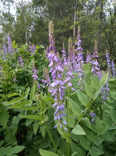 Eastern Goat's-rue