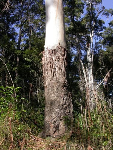 Flooded Gum