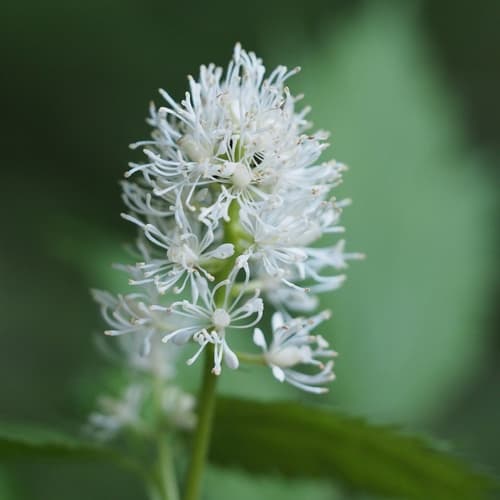 Eurasian Baneberry