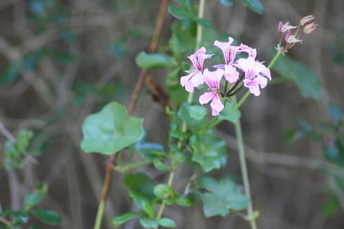 Ivy Geranium