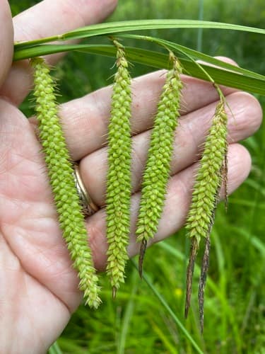 Nodding Sedge