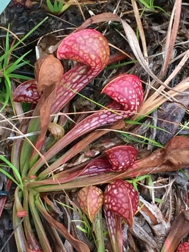 Parrot Pitcher Plant Bonsai