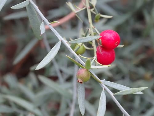 Poet's Cassia