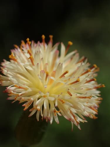 Pale Tasselflower