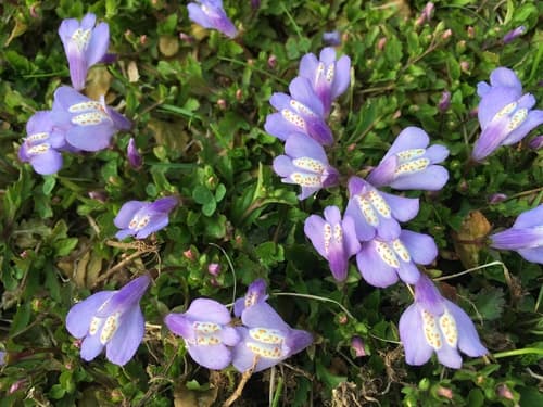 Miquel's mazus