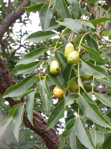Yellow Mombin Bonsai