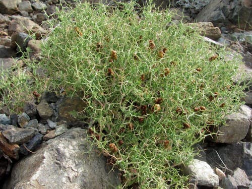 Spiny Burnet