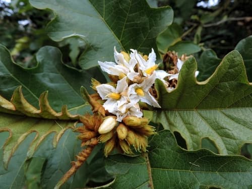Giant Devil's-fig