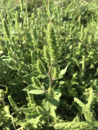 Sumpweed