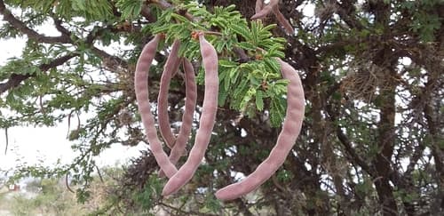 Schaffner's Acacia