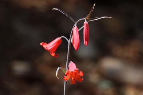 Scarlet Fritillary