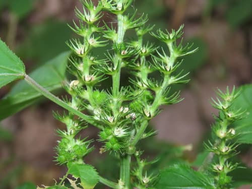 Hornbeam Copperleaf