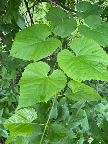 Frost Grape Bonsai