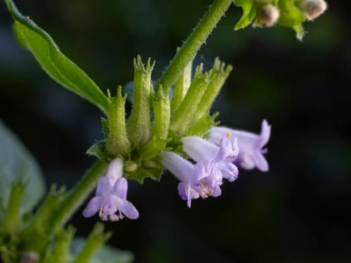 Tropical Bushmint