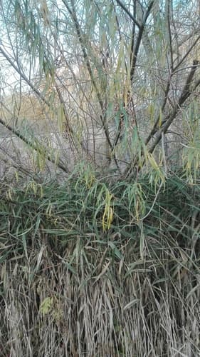 Basket Willow
