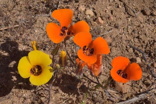 Desert Mariposa Lily
