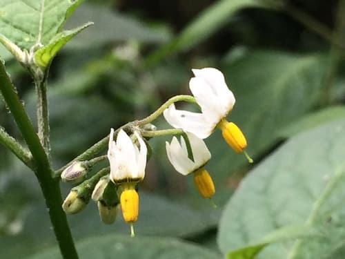 Divine Nightshade