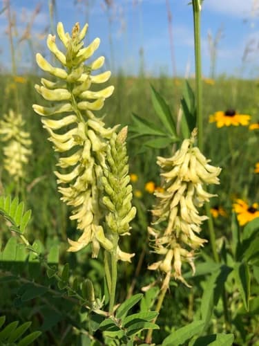 Canadian Milkvetch