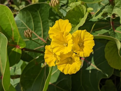 Yellow Merremia