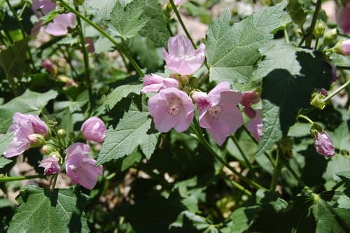 Streambank Wild Hollyhock