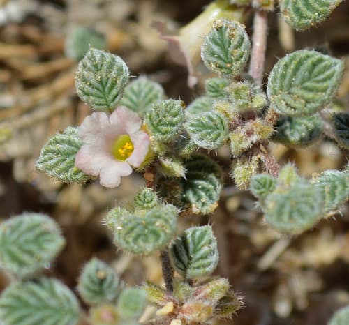 Fan-leaved Tiquilia