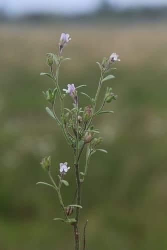 Dwarf Snapdragon