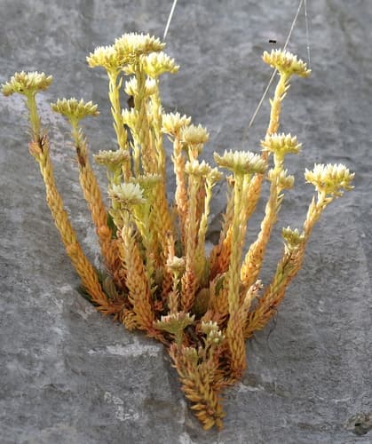 European Stonecrop
