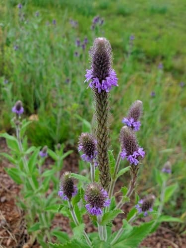MacDougal Verbena