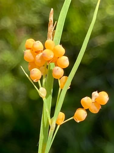 Golden Sedge Plant