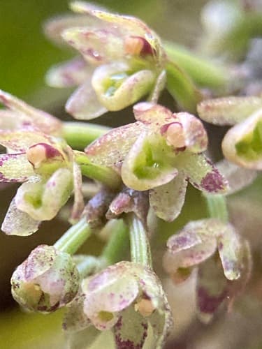 Fleshy Tree Orchid