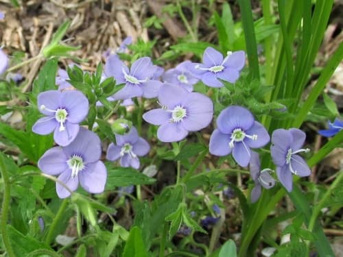 Creeping Speedwell Bonsai