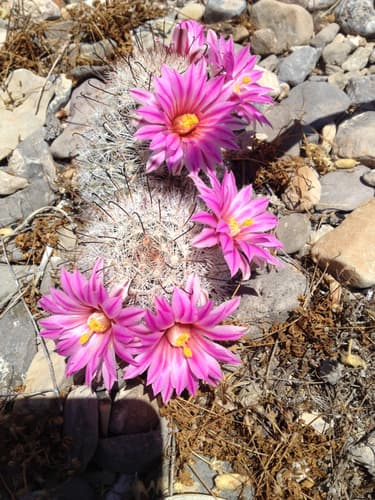 Common Fishhook Cactus
