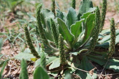 Redseed Plantain