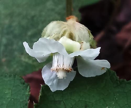 Winter raspberry