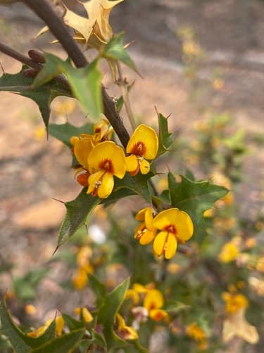 Prickly Shaggy Pea