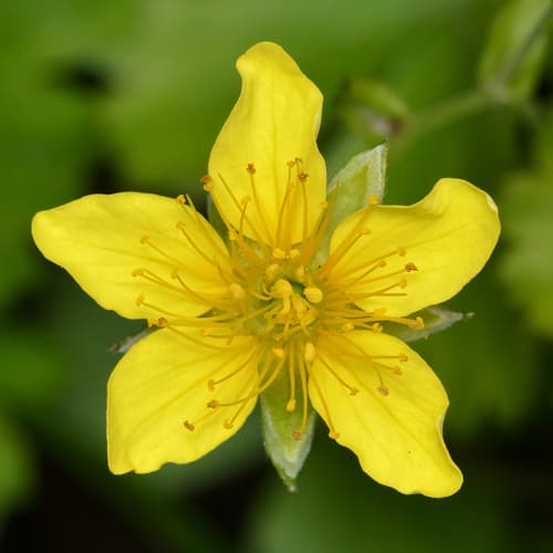 Appalachian barren-strawberry