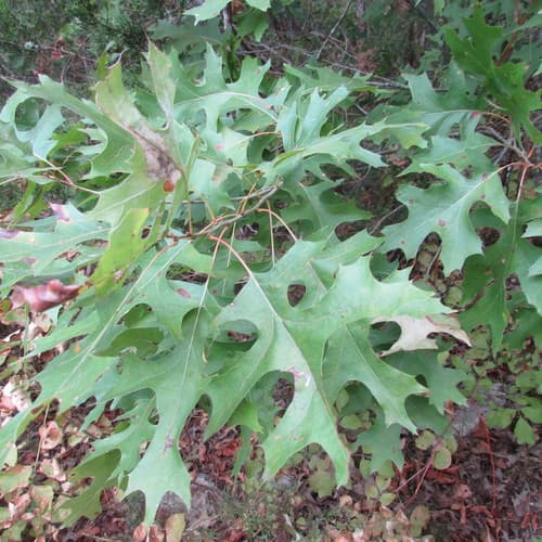 Buckley's Oak Bonsai