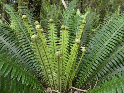 Crown Fern