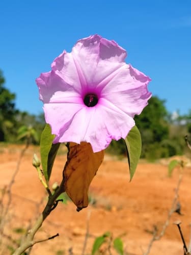 Bush Morning Glory Bonsai