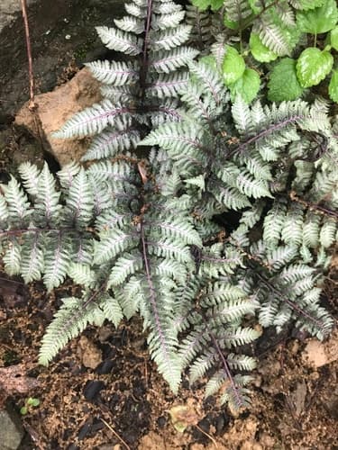 Japanese Painted Fern