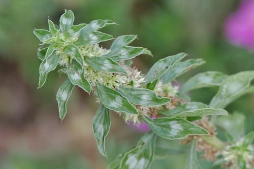 Tropical Amaranth