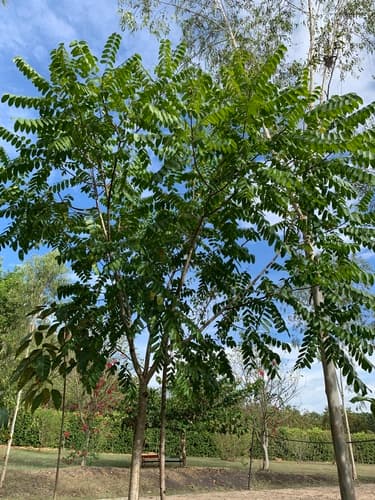 West Indies Cedrela