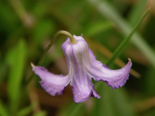 Swamp Leatherflower