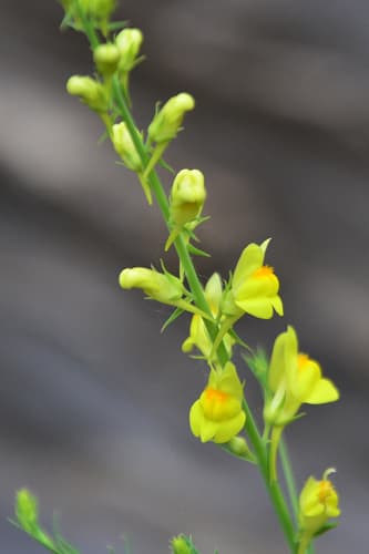 Broomleaf Toadflax Bonsai
