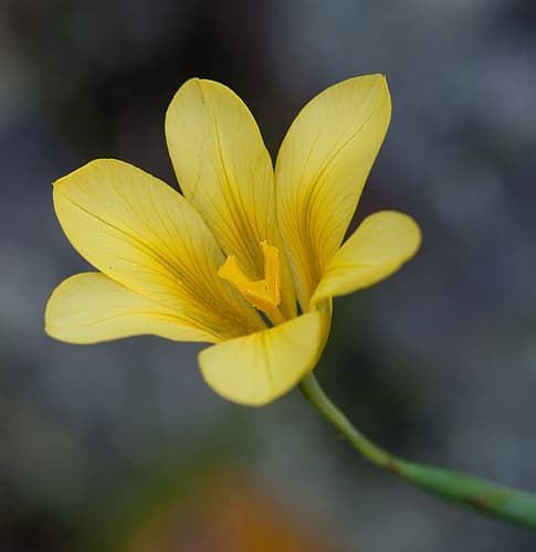 Apricot Tulp