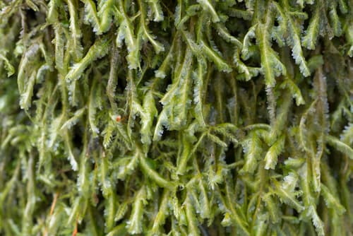 Lime Homalia Moss